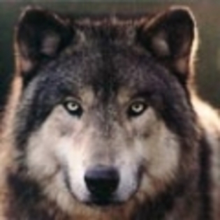 avatare_animale_salbatice_gratis_free_mess_944 - Animale