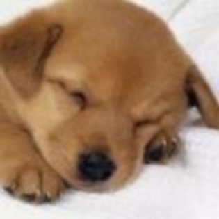 avatare_caini_gratis_cool_tari_26