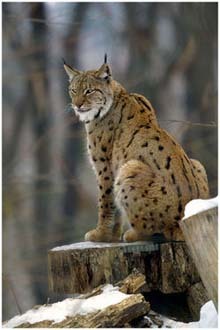 photo.php - Animale