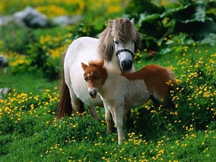 Pony - Animale
