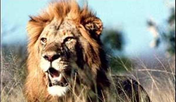 -leii_au_batut_hienele_cu_35_la_6_2941