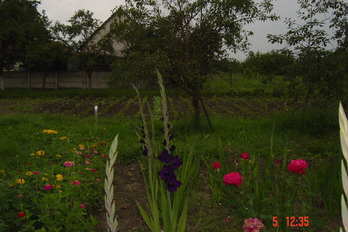 poze noi 604 - GLADIOLE 2010
