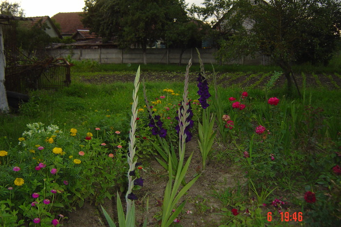 poze noi 605 - GLADIOLE 2010
