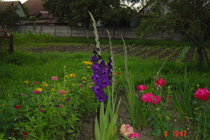 achizitie 2010 - GLADIOLE 2010