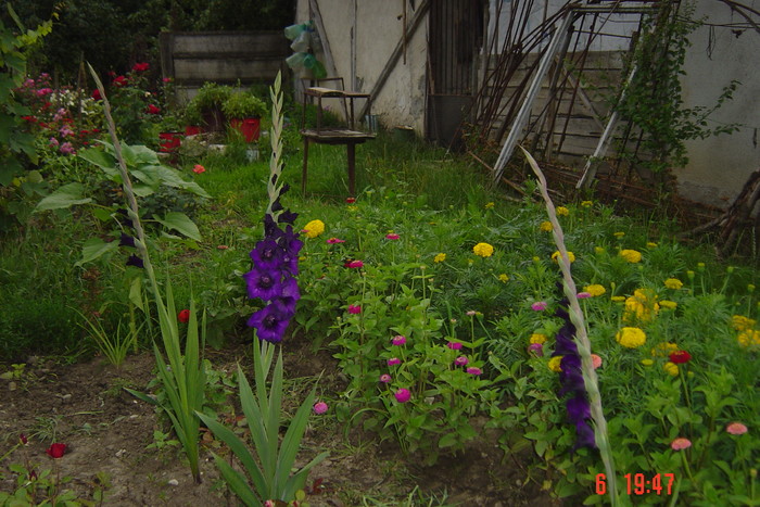 poze noi 607 - GLADIOLE 2010