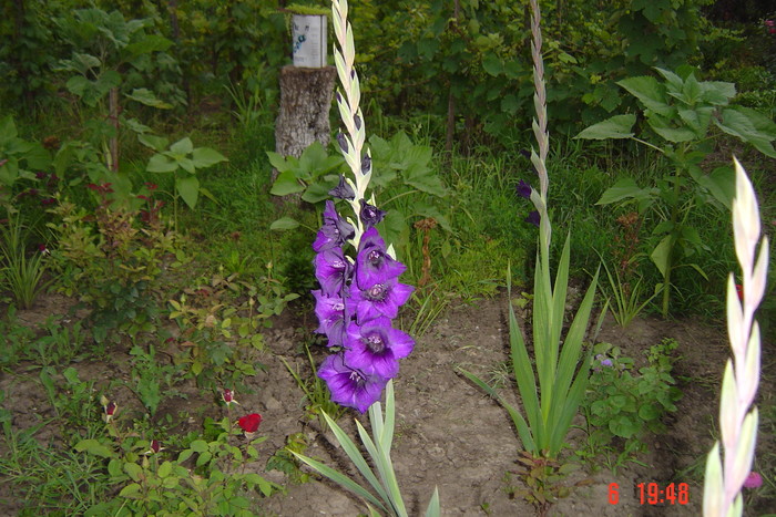 poze noi 608 - GLADIOLE 2010