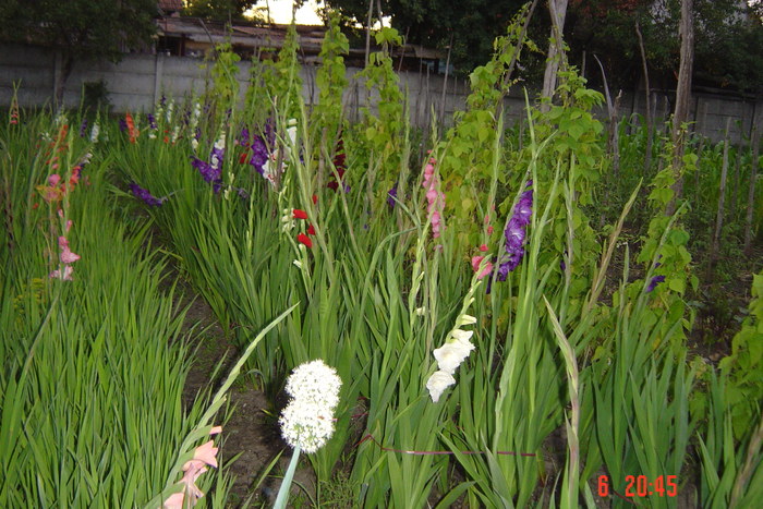 poze noi 610 - GLADIOLE 2010
