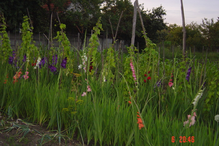 poze noi 612 - GLADIOLE 2010