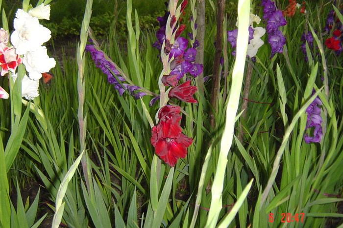 poze noi 613 - GLADIOLE 2010