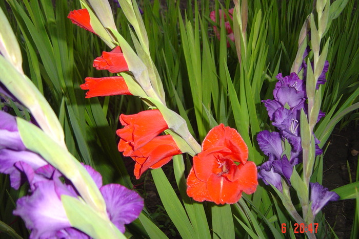 poze noi 614 - GLADIOLE 2010
