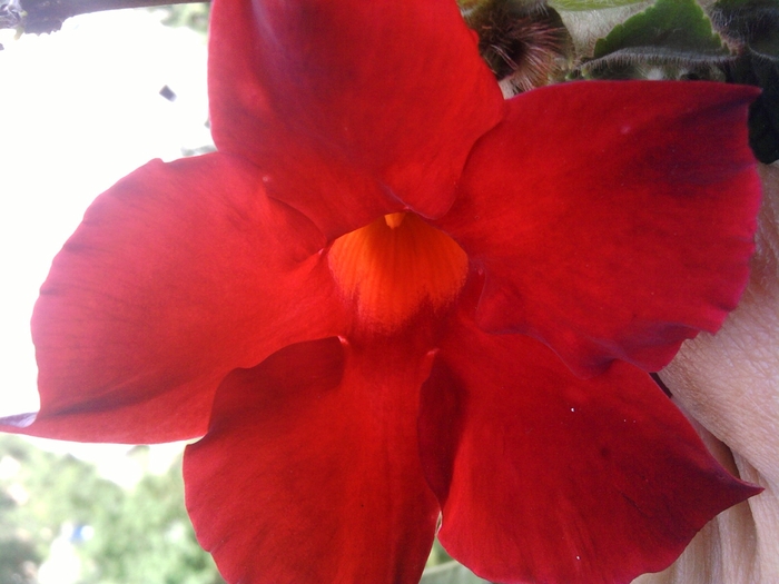 SP_A1189 - floarea sundaville