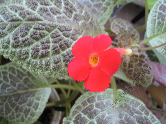 Episcia Tiger Stripe 3