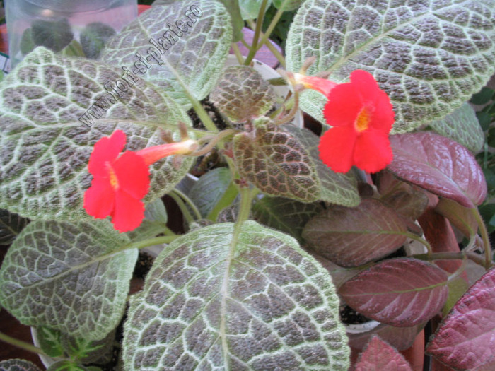 Episcia Tiger Stripe 4 - EPISCIA