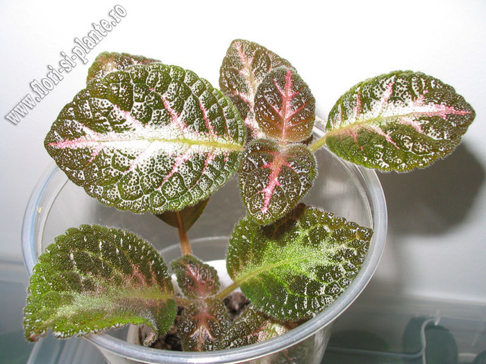 Episcia Jim s double star 1 - EPISCIA