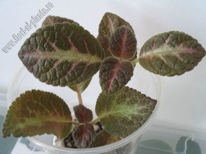 Episcia Jim s double star 2 - EPISCIA