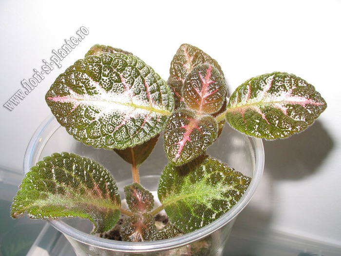 Episcia Jim s double star 3