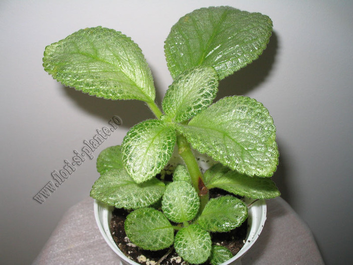 Episcia Thad\'s Yellow Bird 1 - EPISCIA