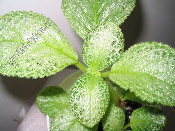 Episcia Thad\'s Yellow Bird 2 - EPISCIA