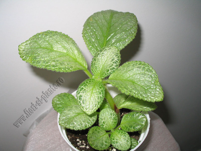 Episcia Thad\'s Yellow Bird 3 - EPISCIA