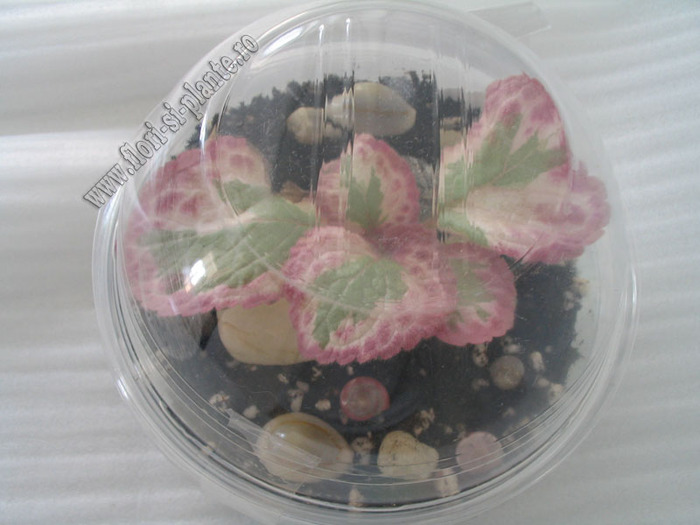 Episcia Pink Shimmer Valley 2 - EPISCIA