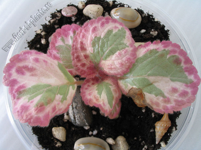 Episcia Pink Shimmer Valley 3 - EPISCIA