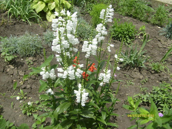 physostegia virginiana