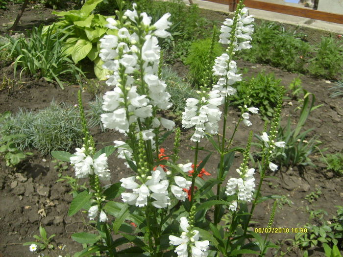 physostegia virginiana - iulie-august 2010