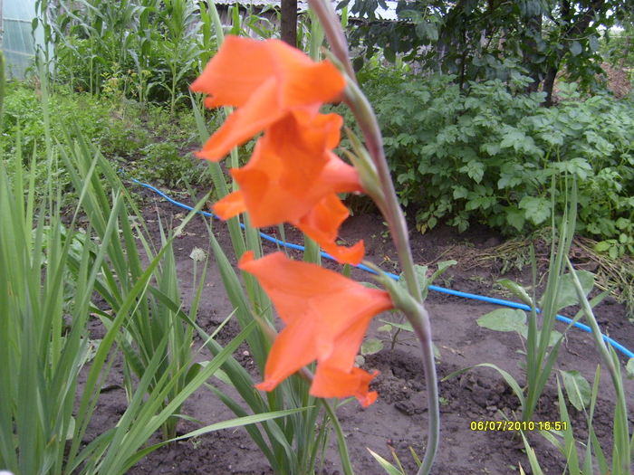 gladiola rosie - iulie-august 2010