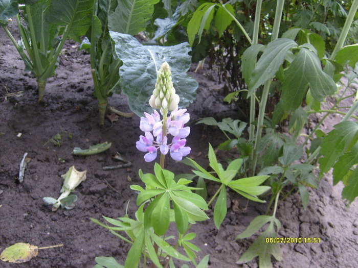 lupin - iulie-august 2010