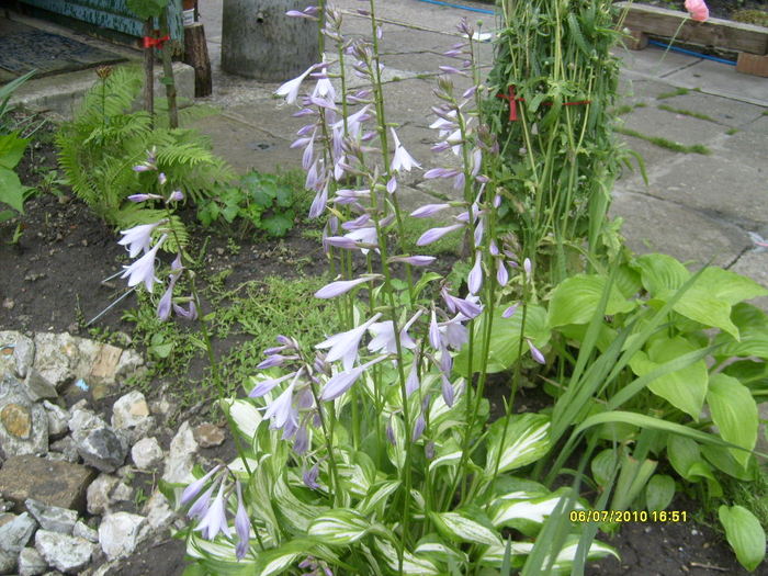 hosta variegat