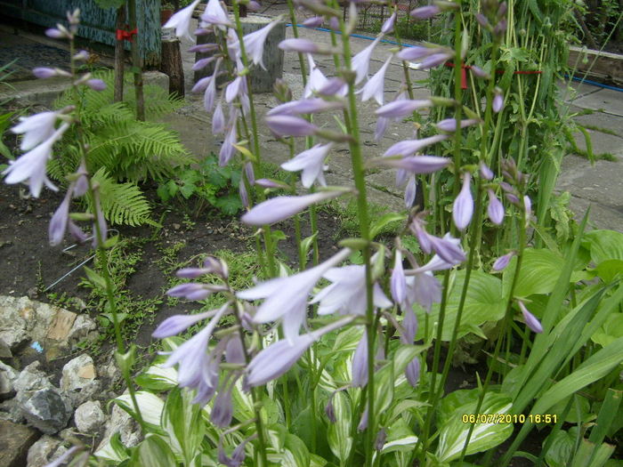 flori de hosta variegat - iulie-august 2010