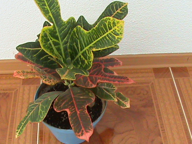 Croton - Florile mele de apartament-2009