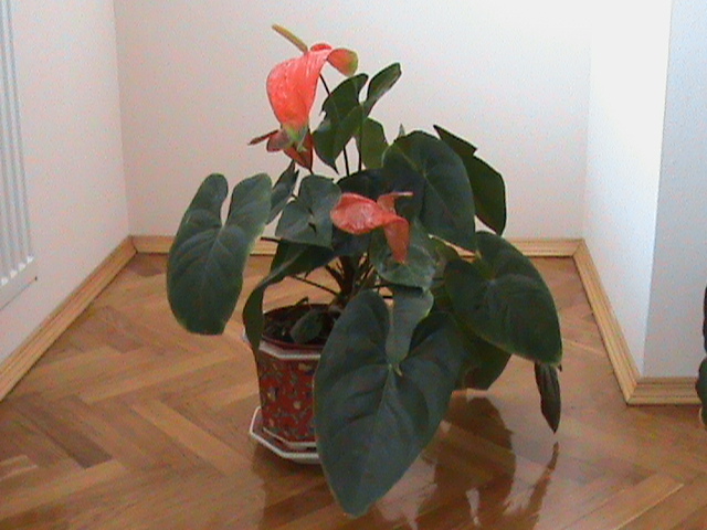  - Florile mele de apartament-2009