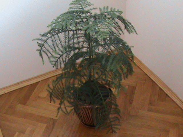 Araucaria excelsa