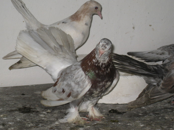 IMG_6649 - Nan Gheorghe