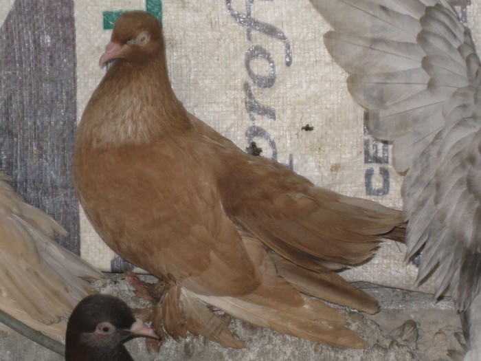 IMG_6673 - Nan Gheorghe