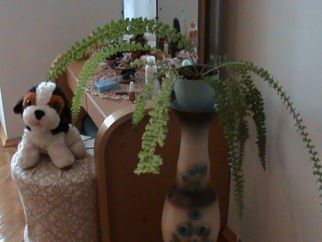 floare - Florile mele de apartament-2009