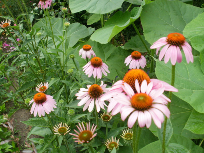 Echinacea - Gradina de flori 2010