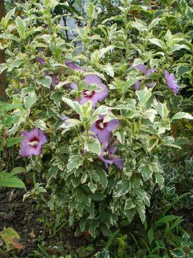 Hibiscus Syriacus Variegat