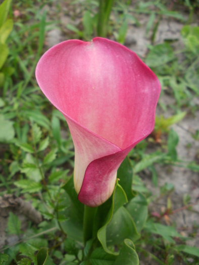 Calla zantedeschia - Gradina de flori 2010
