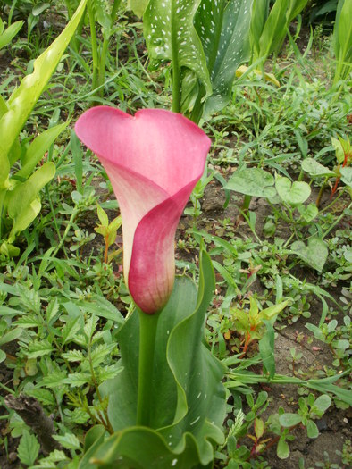 Calla Zantedeschia