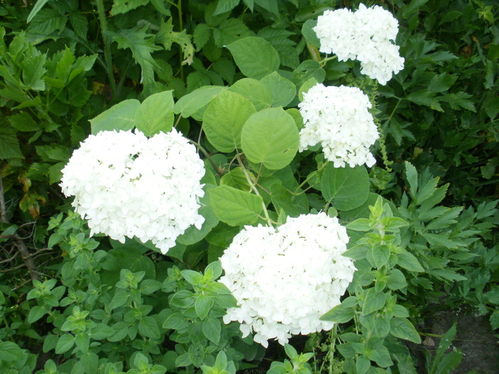 Hidrageea grandiflora