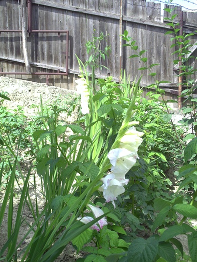 PICT0015 - gladiole