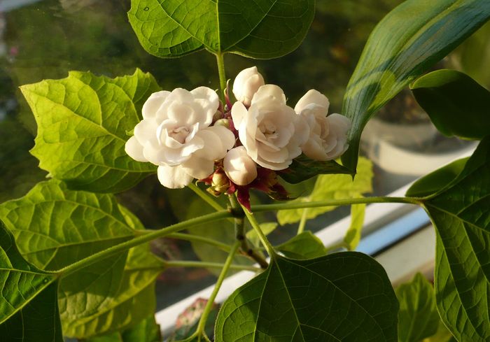 P1280448 - Clerodendron 2010