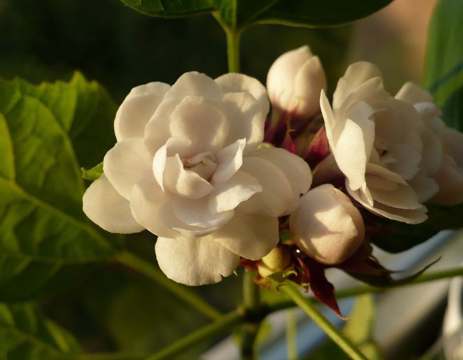 P1280449 - Clerodendron 2010