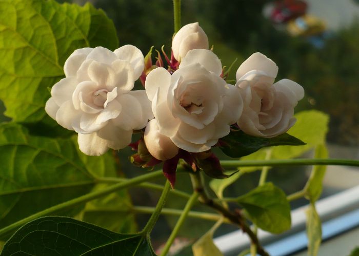 P1280466 - Clerodendron 2010