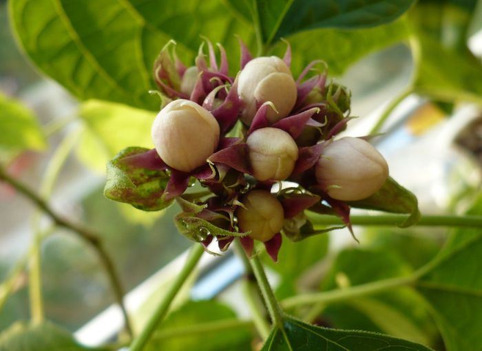 P1280467 - Clerodendron 2010