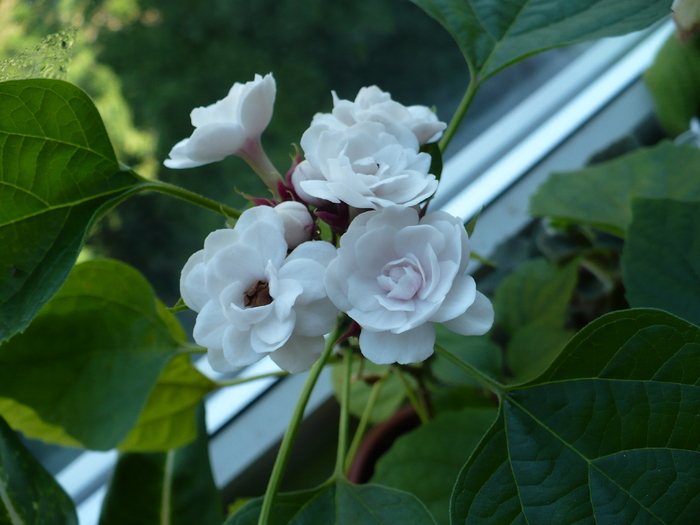 P1280546 - Clerodendron 2010