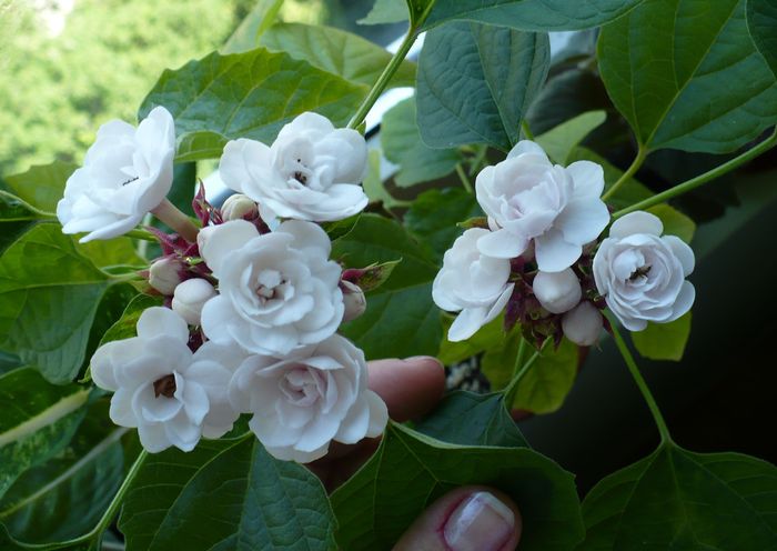 P1280548 - Clerodendron 2010