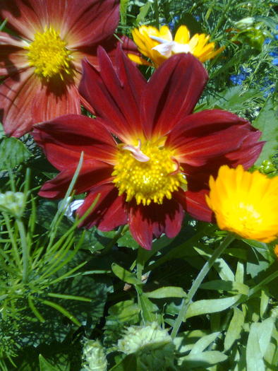 Imagine0306 - Flori de vara